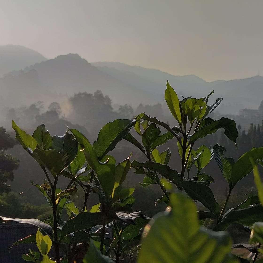 Hotel Ariandri Puncak