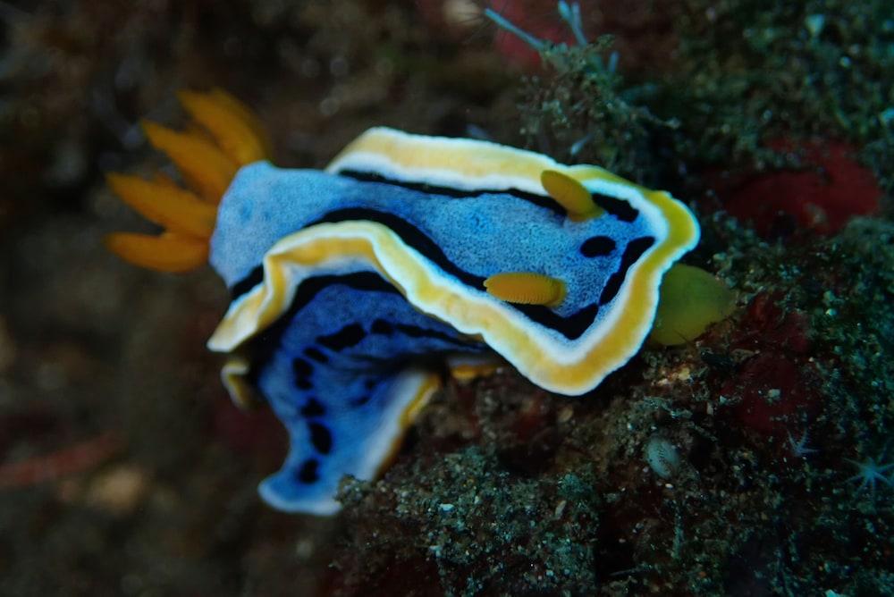 Jukung Dive Bali