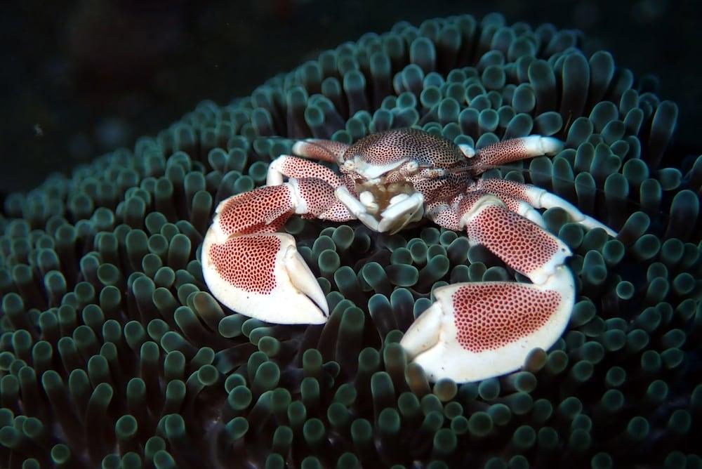Jukung Dive Bali