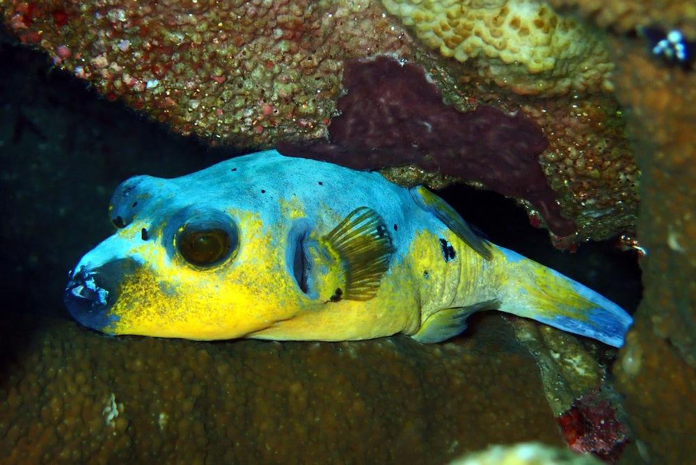 Jukung Dive Bali