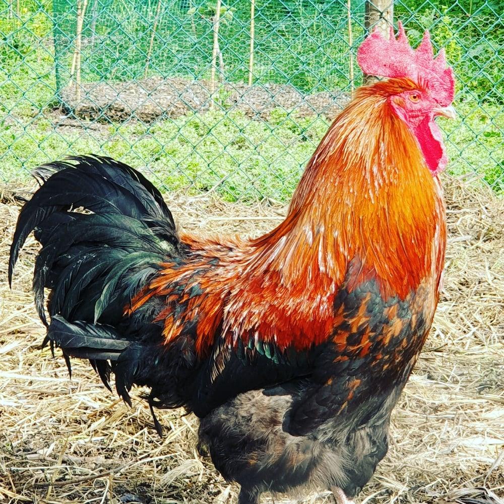 Quinta dos Cochichos