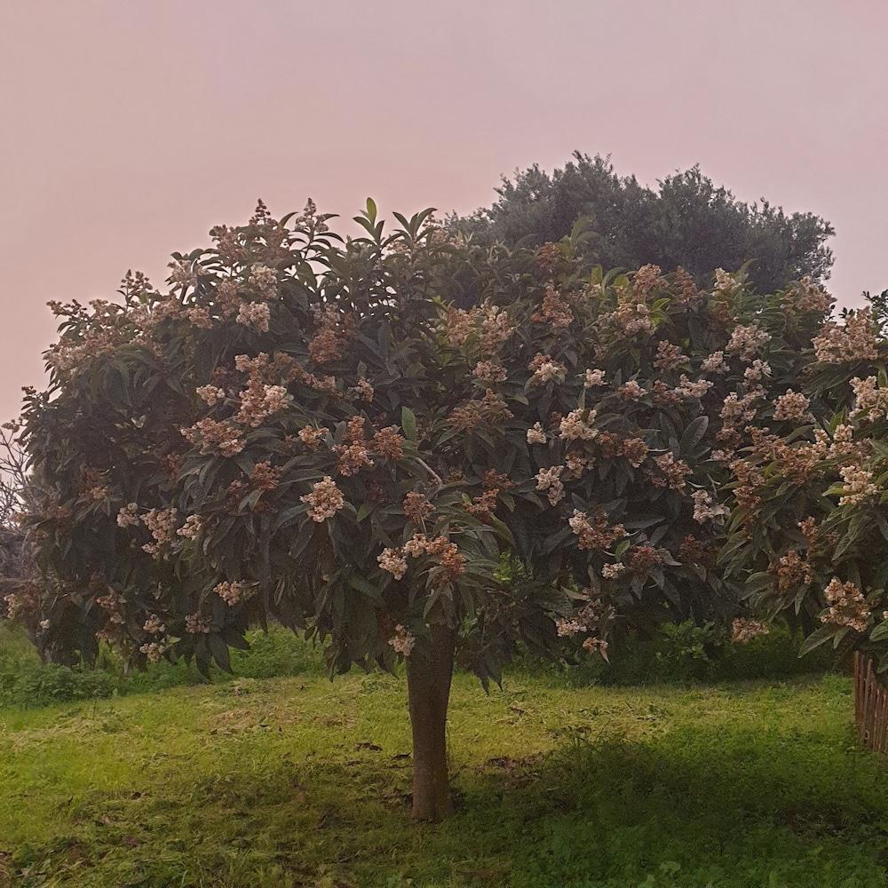 Quinta dos Cochichos