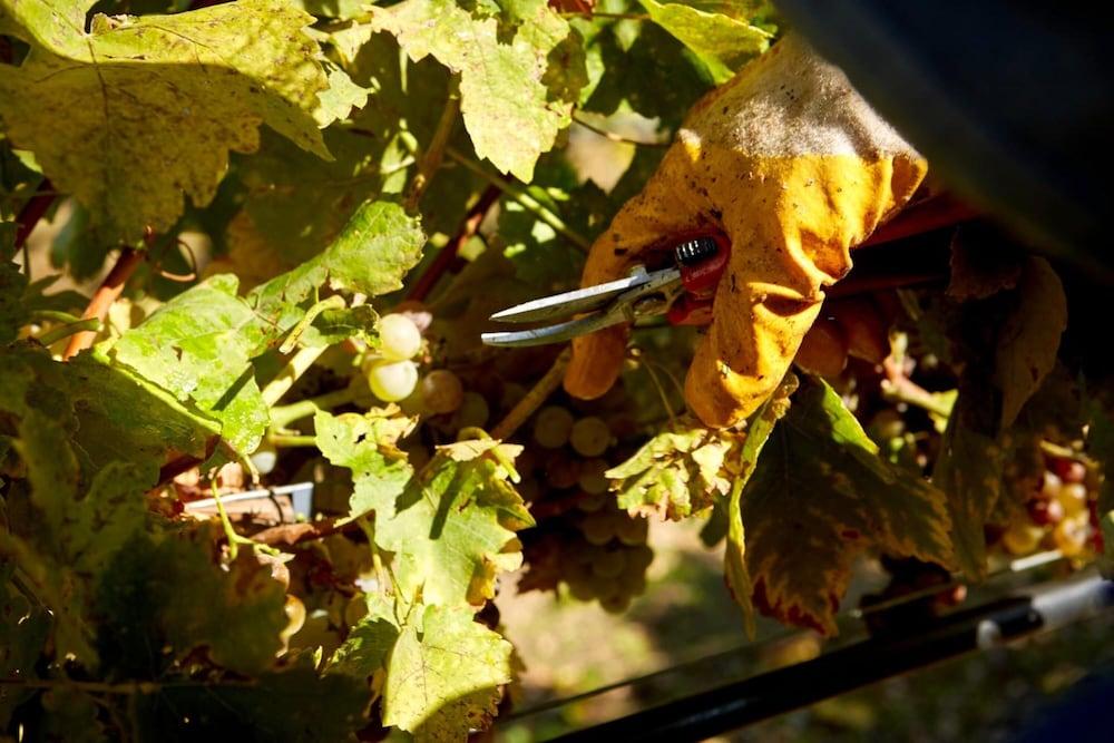 Hotel Weingut Rosenhof