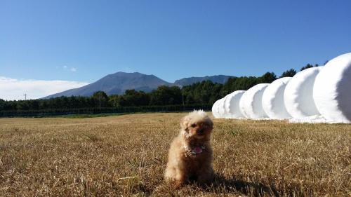 Asama Kogen Hotel