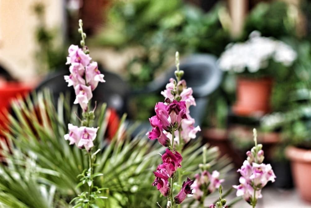 B&B Fiori E Limoni