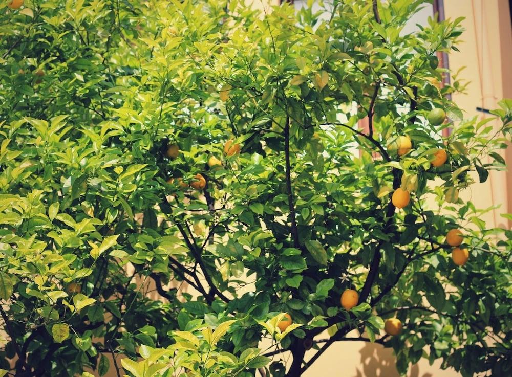 B&B Fiori E Limoni