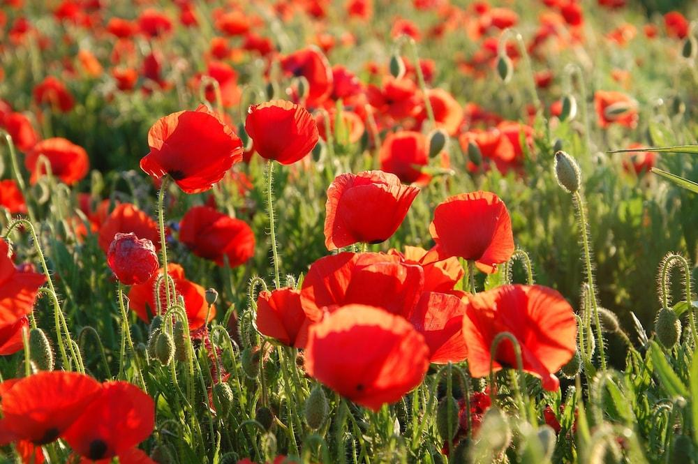 Moulin de Bourgchateau