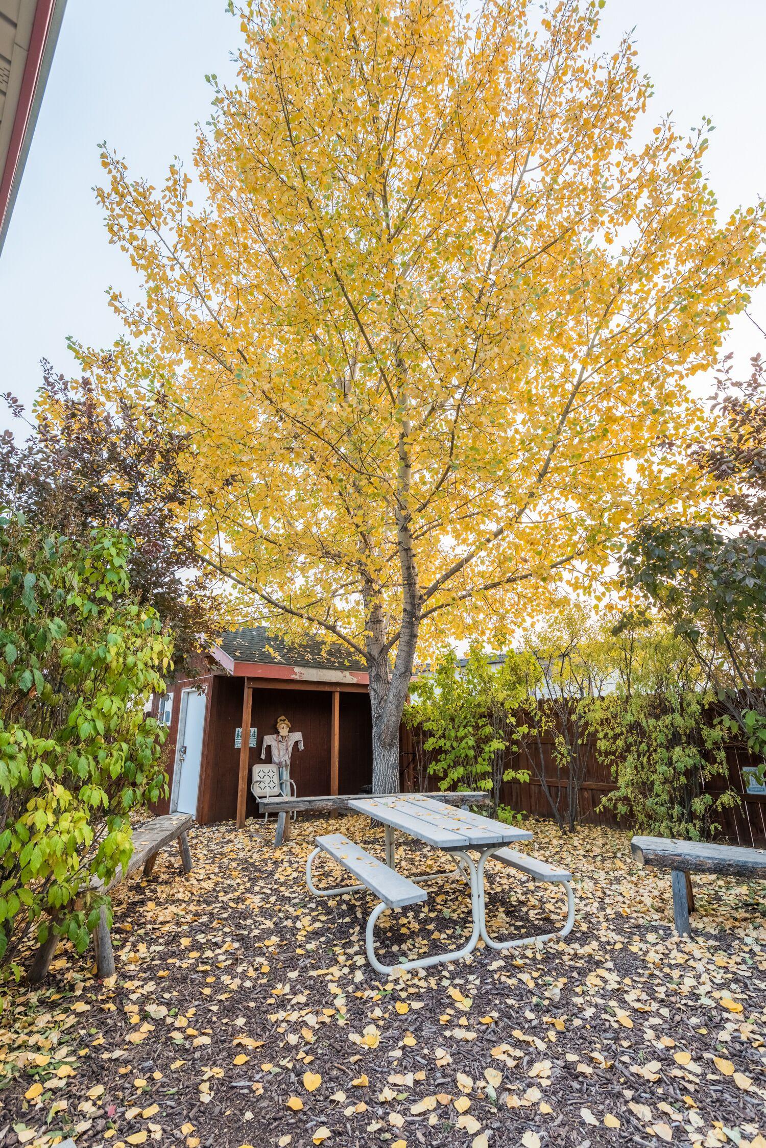 Pinedale's Cozy Cabins
