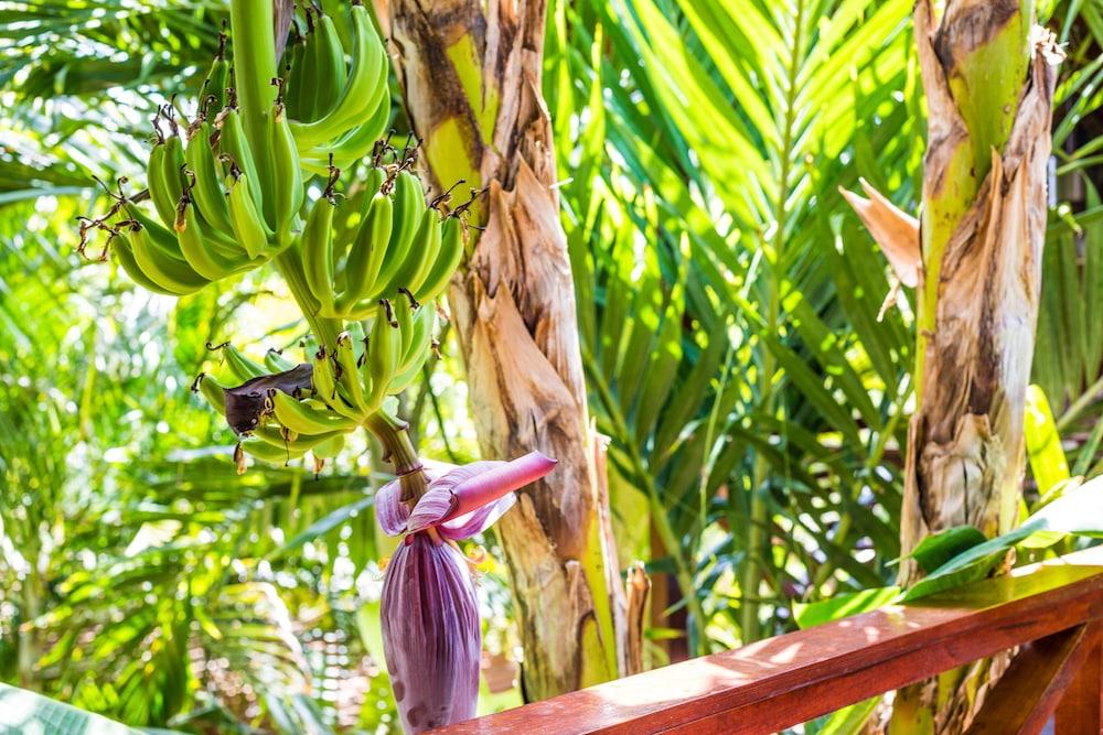 Bamboo Bali Bonaire