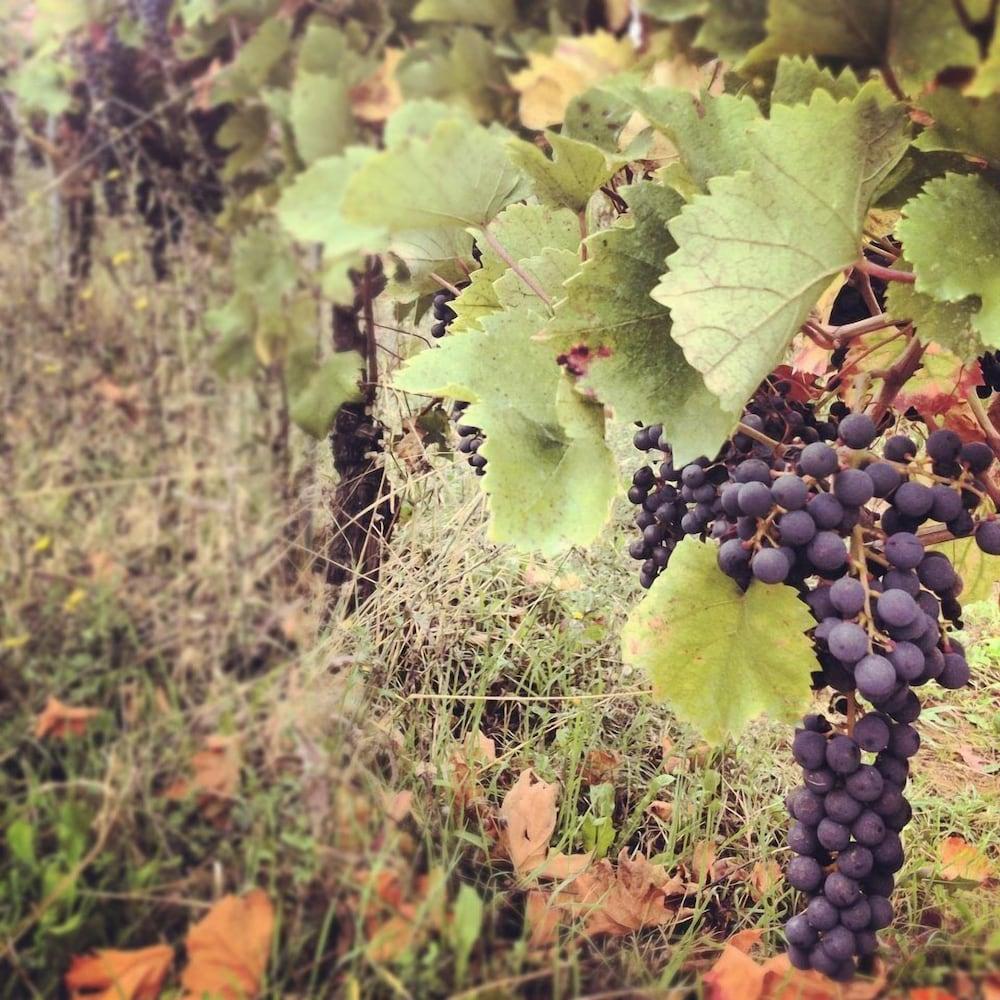 Agriturismo Azienda Agricola Miranti