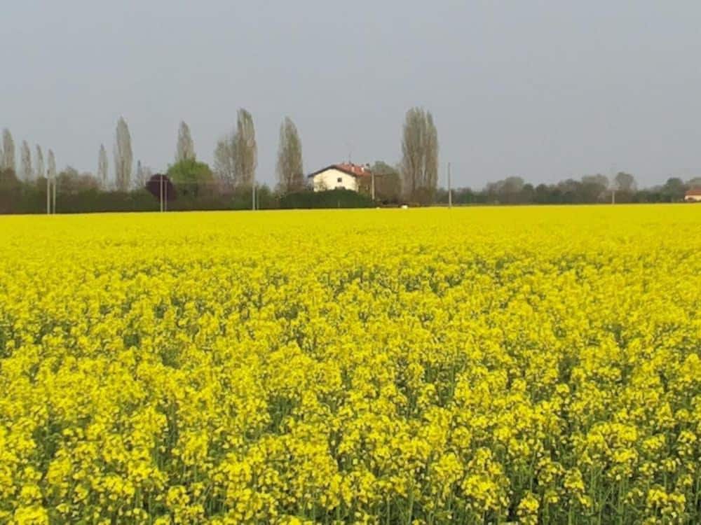 I Pioppi Cipressini