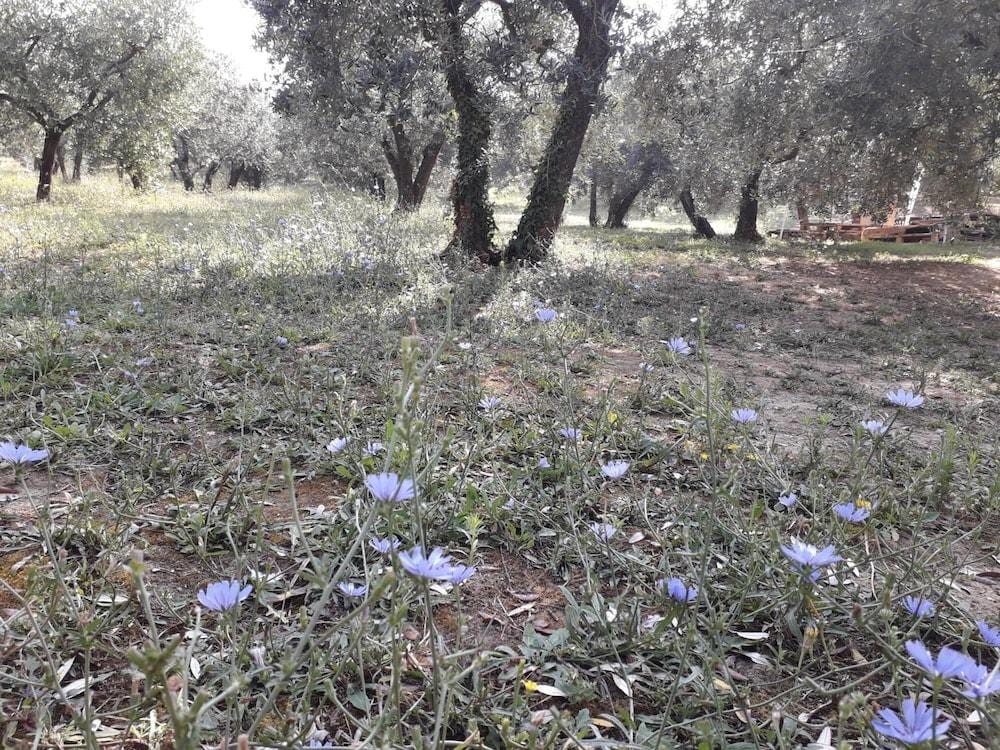 Agriturismo Il Truffarello