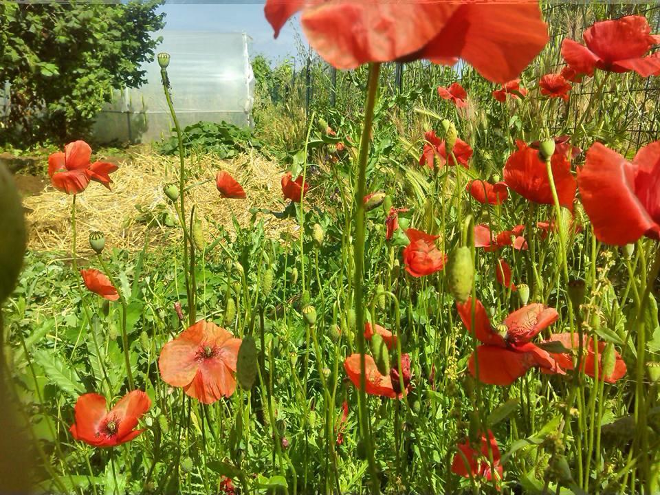B&B Il Vigneto Tuscania
