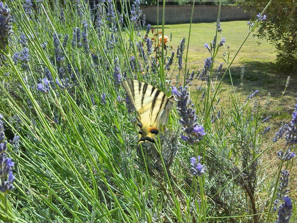 B&B Il Vigneto Tuscania