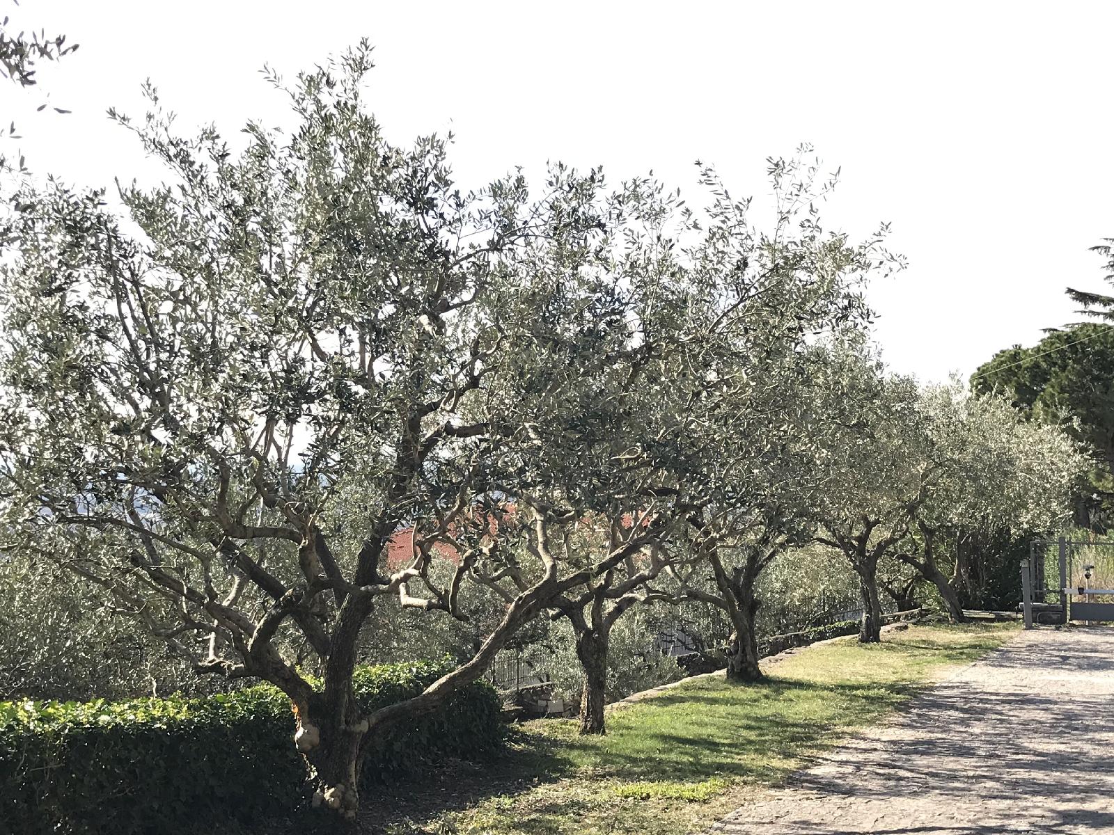 Valpolicella Hills