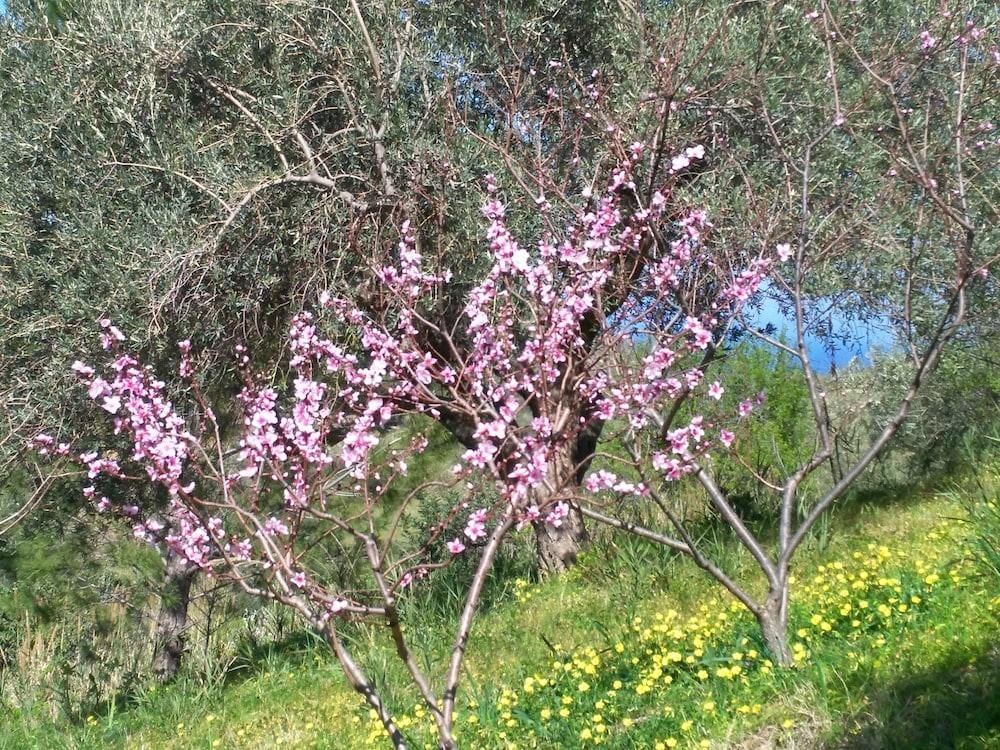 B&B I Giardini Di Lala