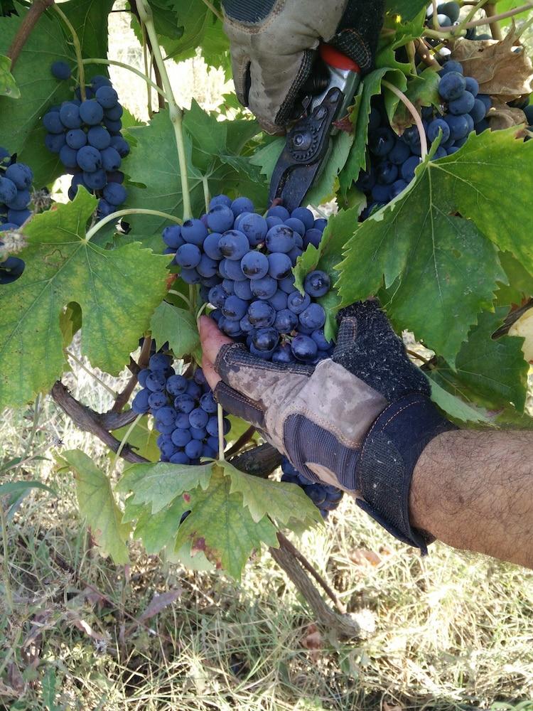 Azienda Agricola Baccagnano