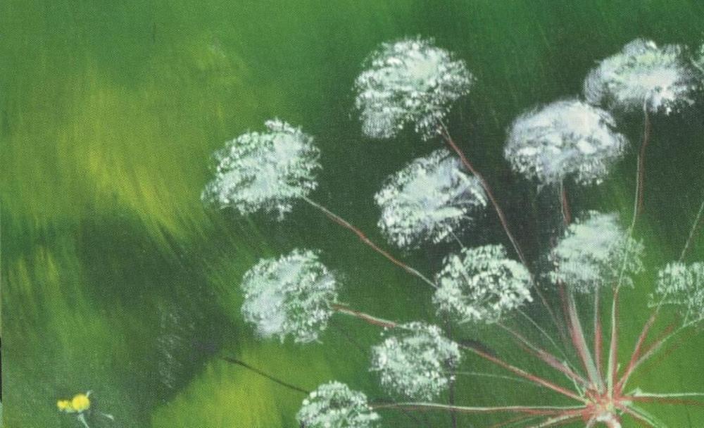 Achillea B&B