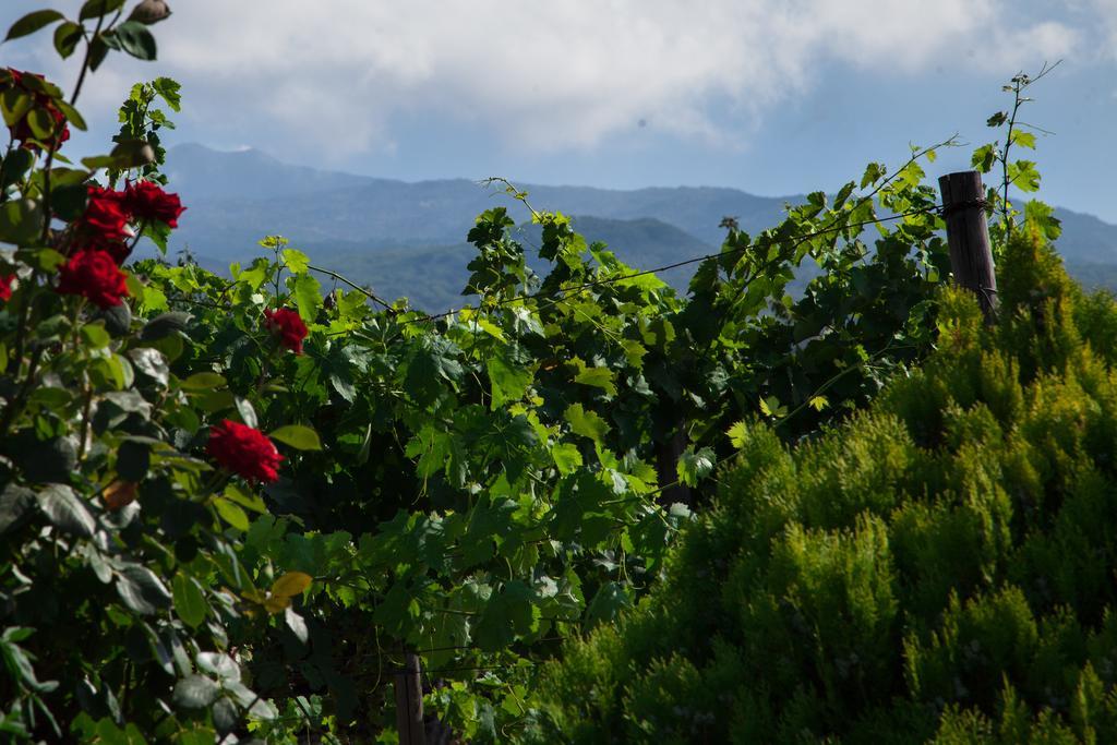 L'Antica Vigna