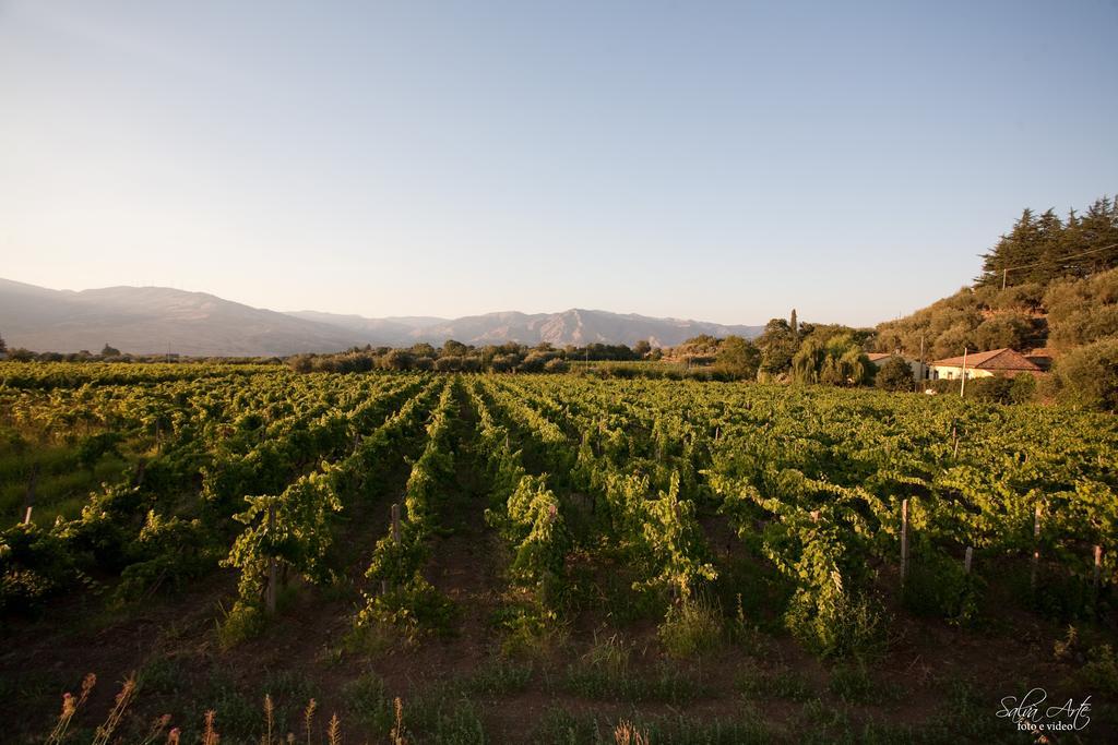L'Antica Vigna