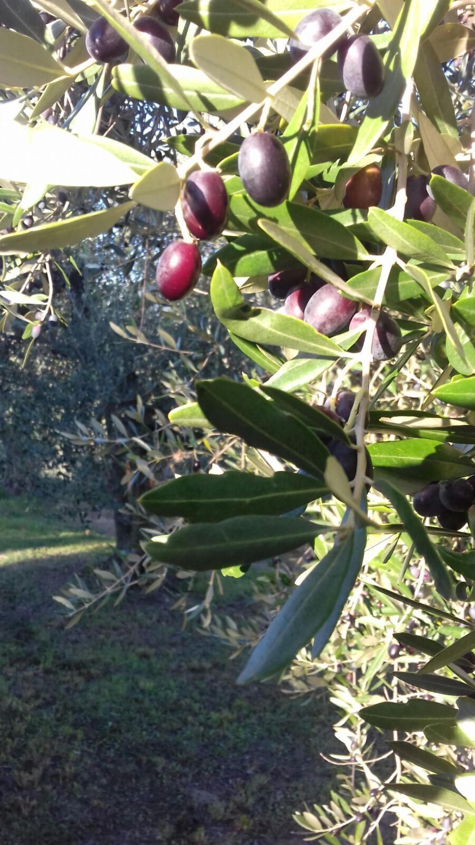 B&B Villa Agnolaccio