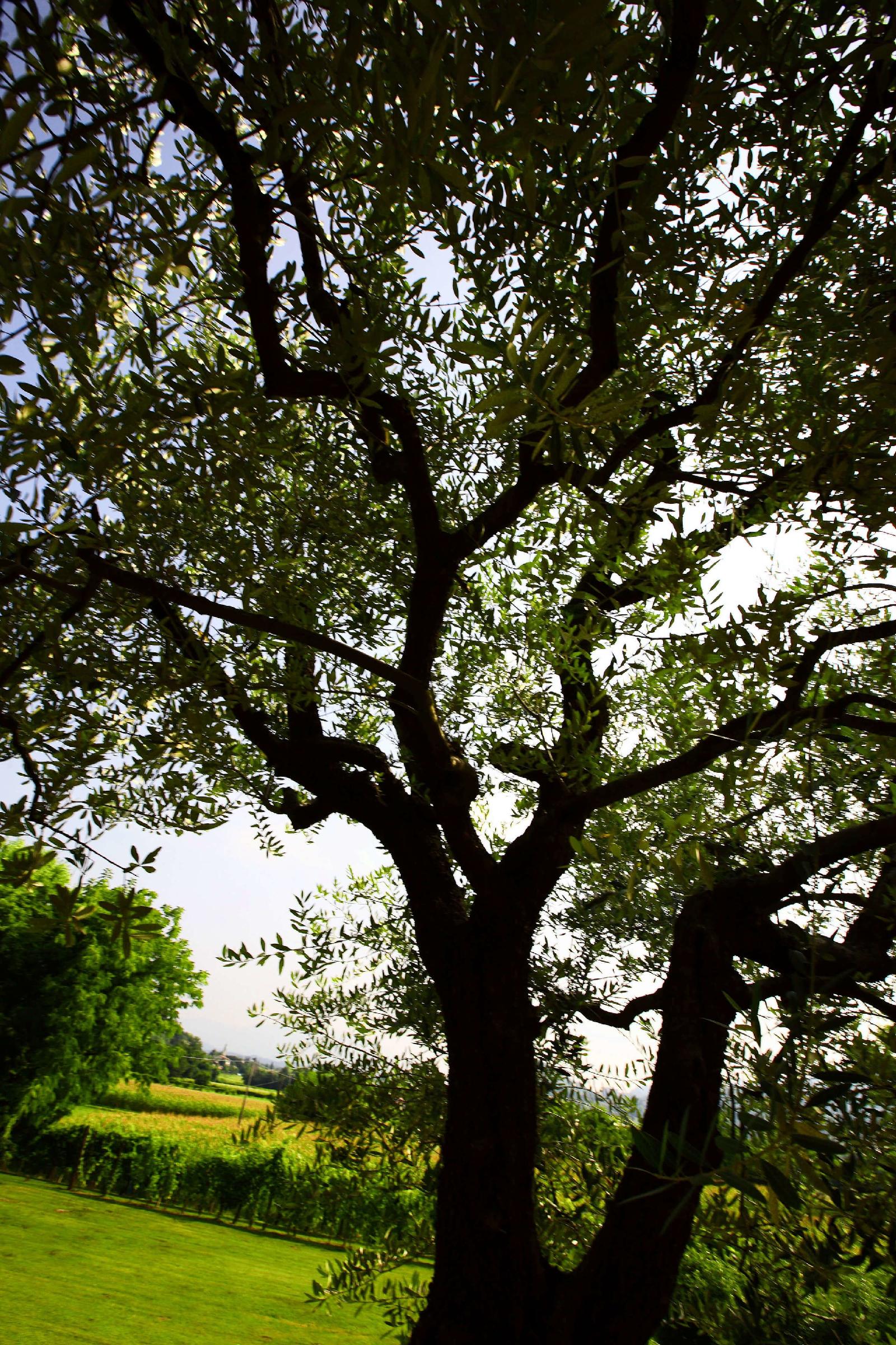 Country House Barone D'Asolo