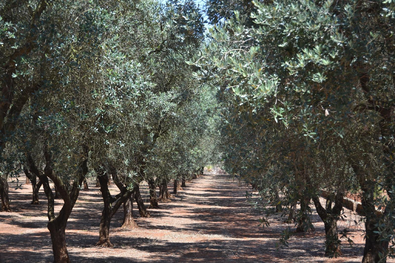 Tenuta Santa Giovanna