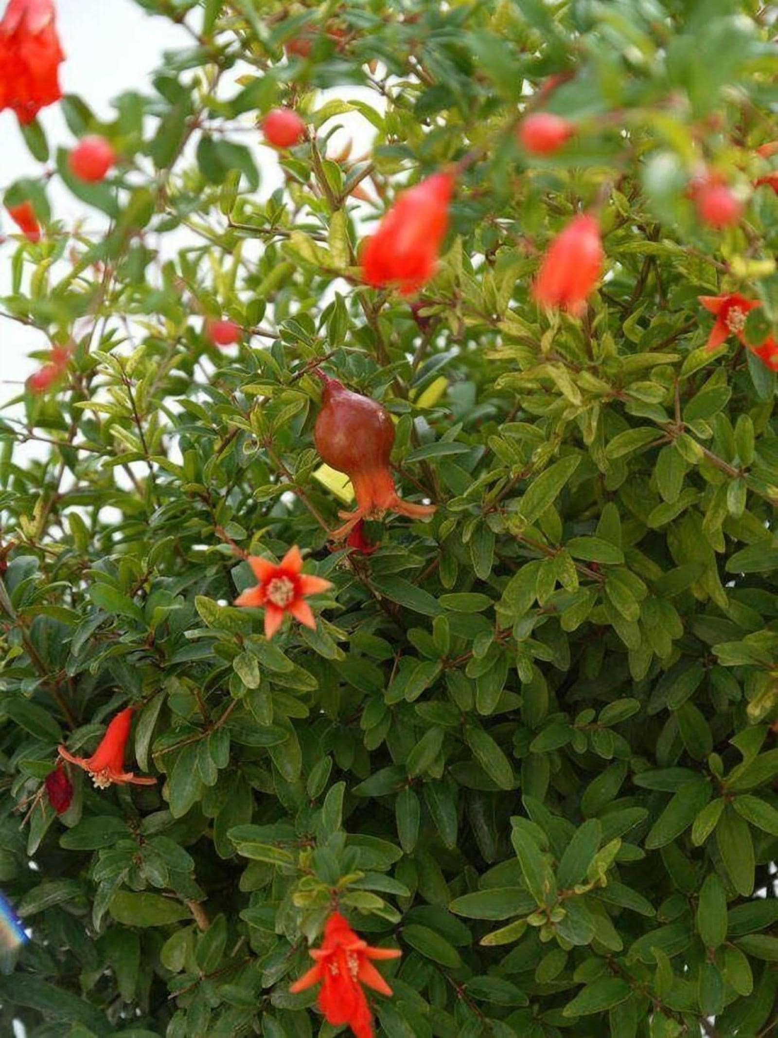 Il Giardino Delle Sete