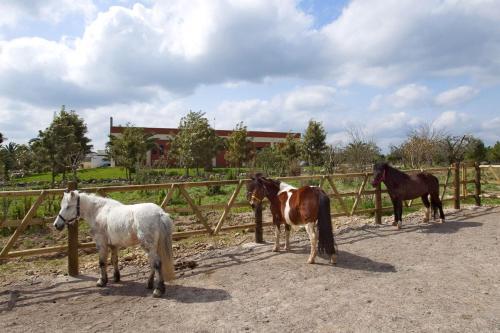 Antica Rudiae