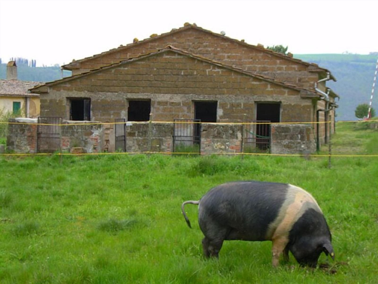 Le Roghete