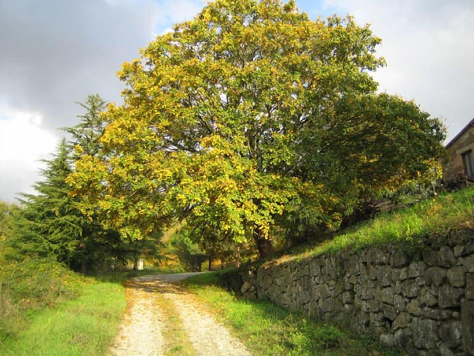 Le Roghete