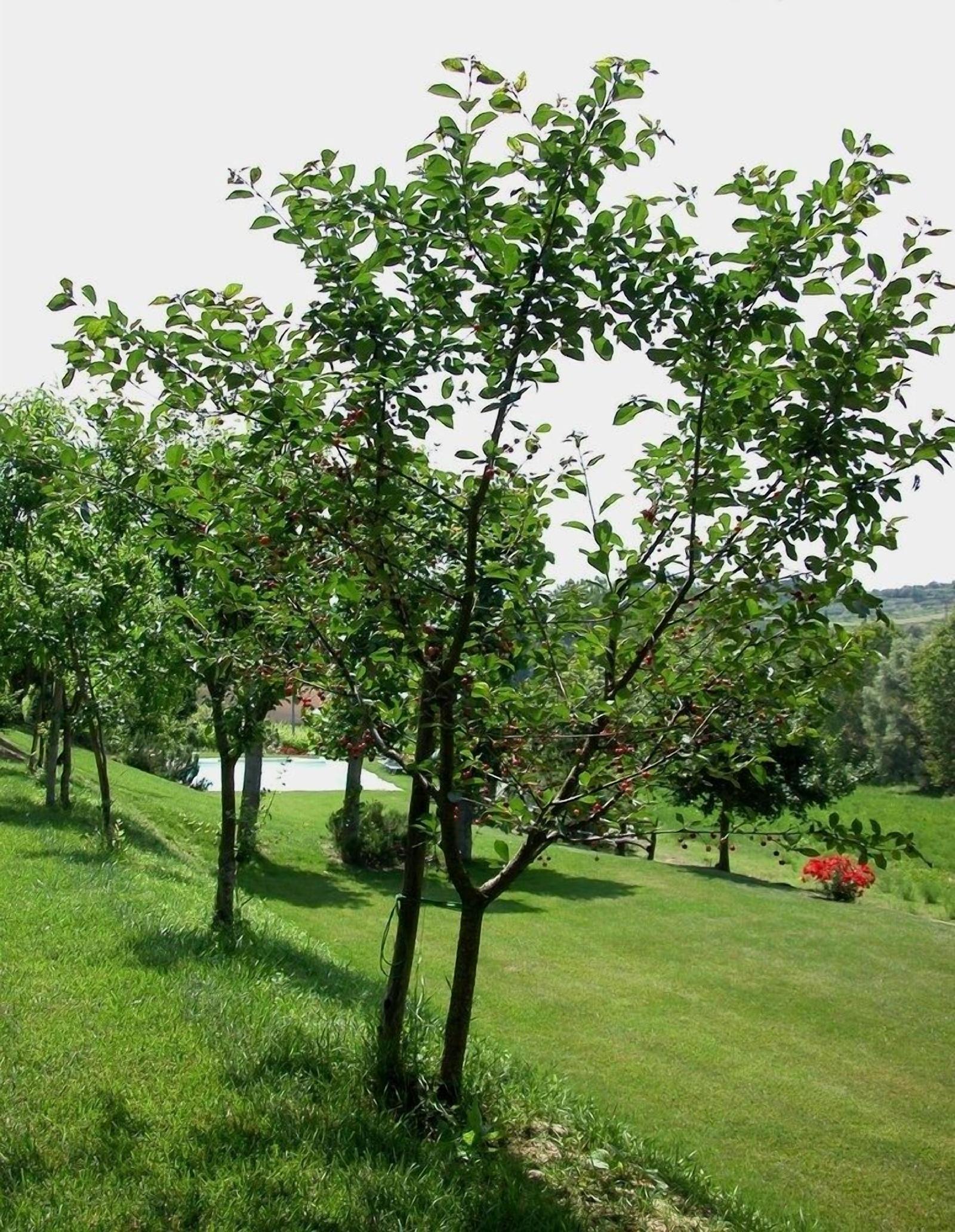 Villa Podere Della Bruciata