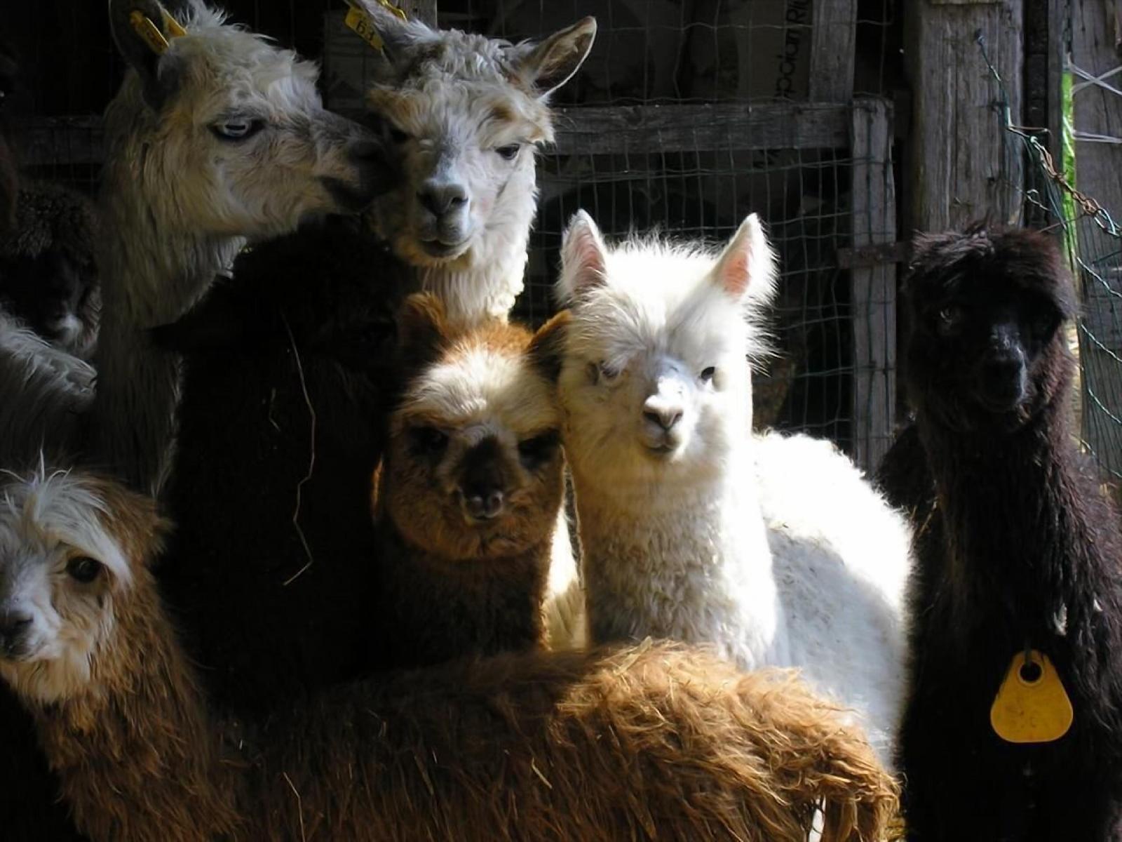 Maridiana Alpaca