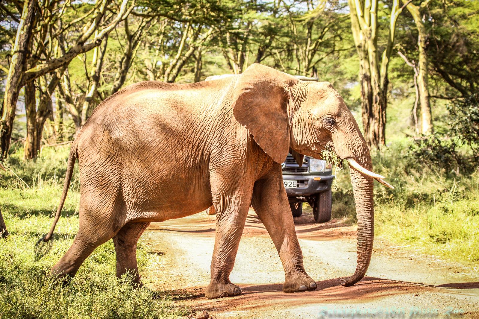 Lewa Safari Camp