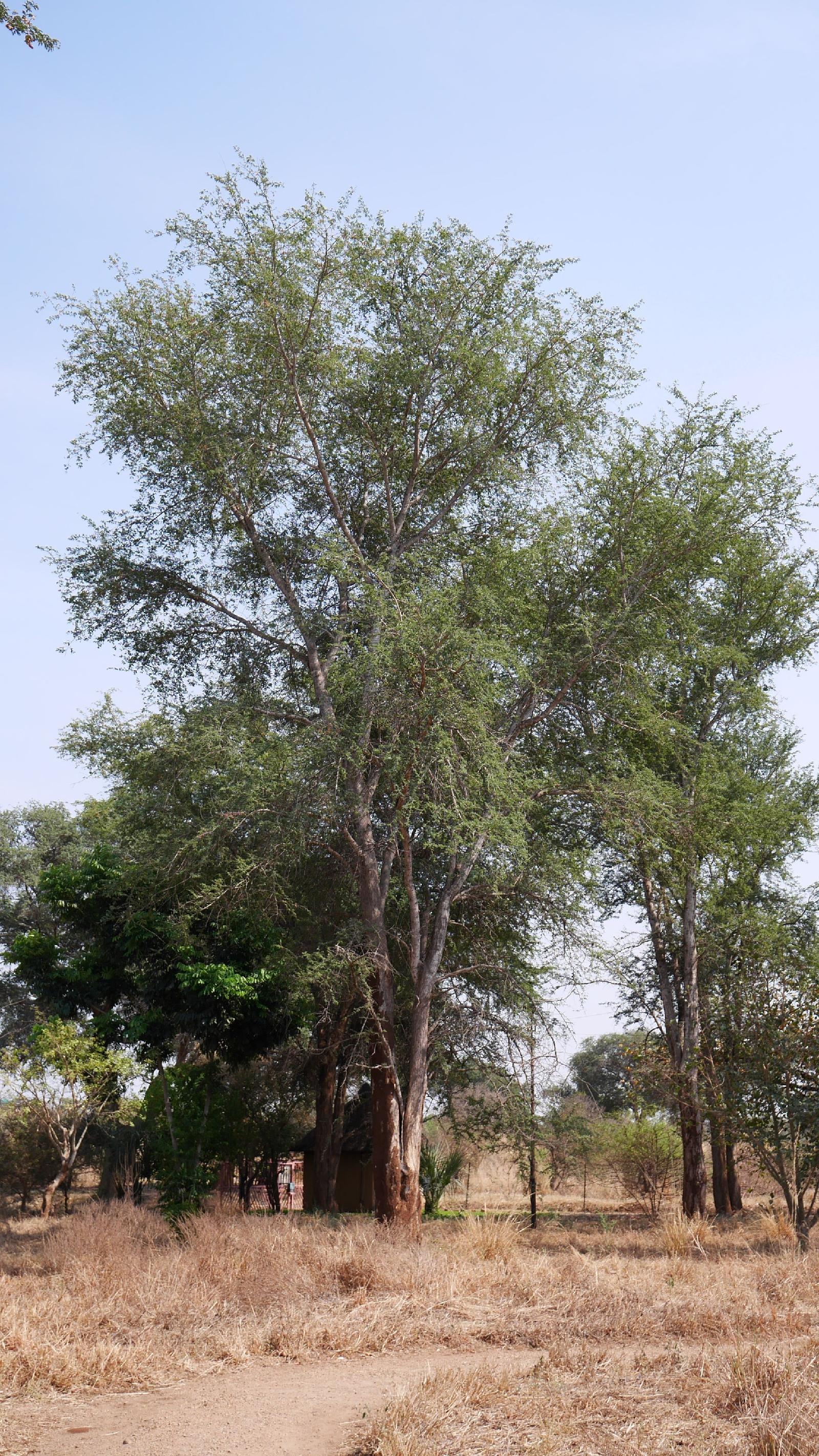 Munga Eco Lodge