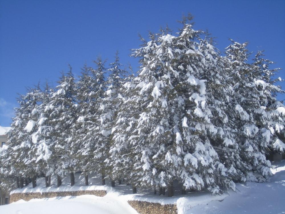 Cedars Palace