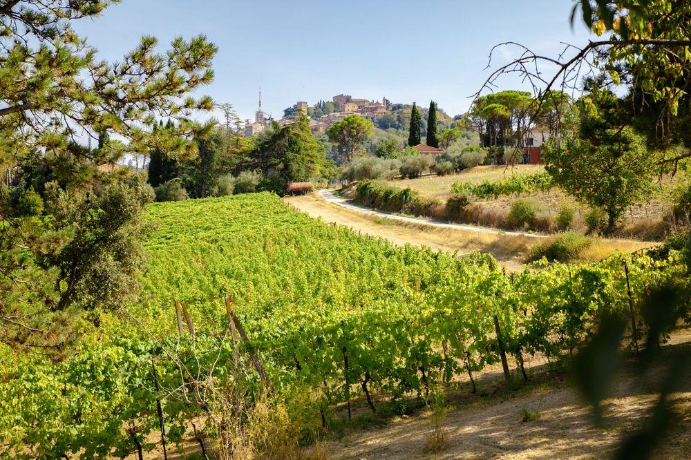 Il Vigneto Cottage