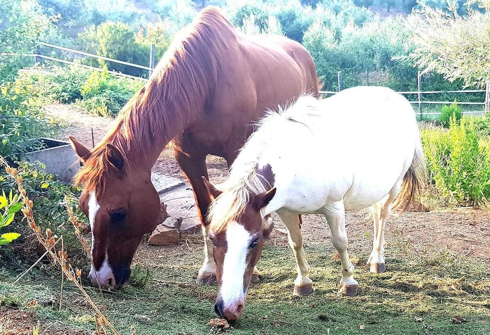 Agriturismo Costa Etrusca
