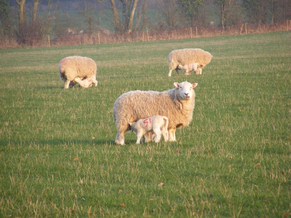 Marshwood Farm