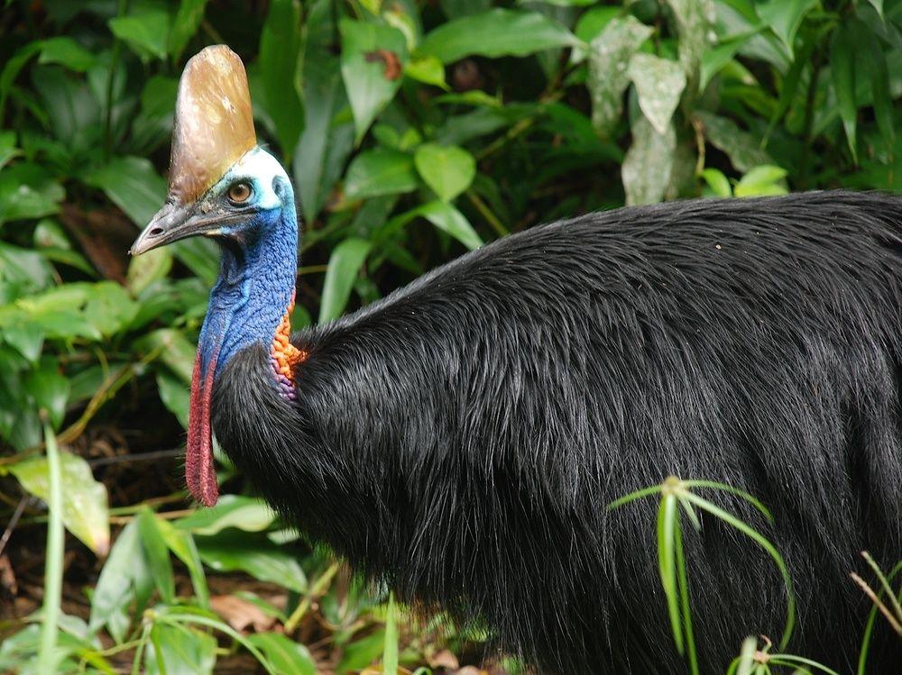 Daintree Peaks Eco Stays