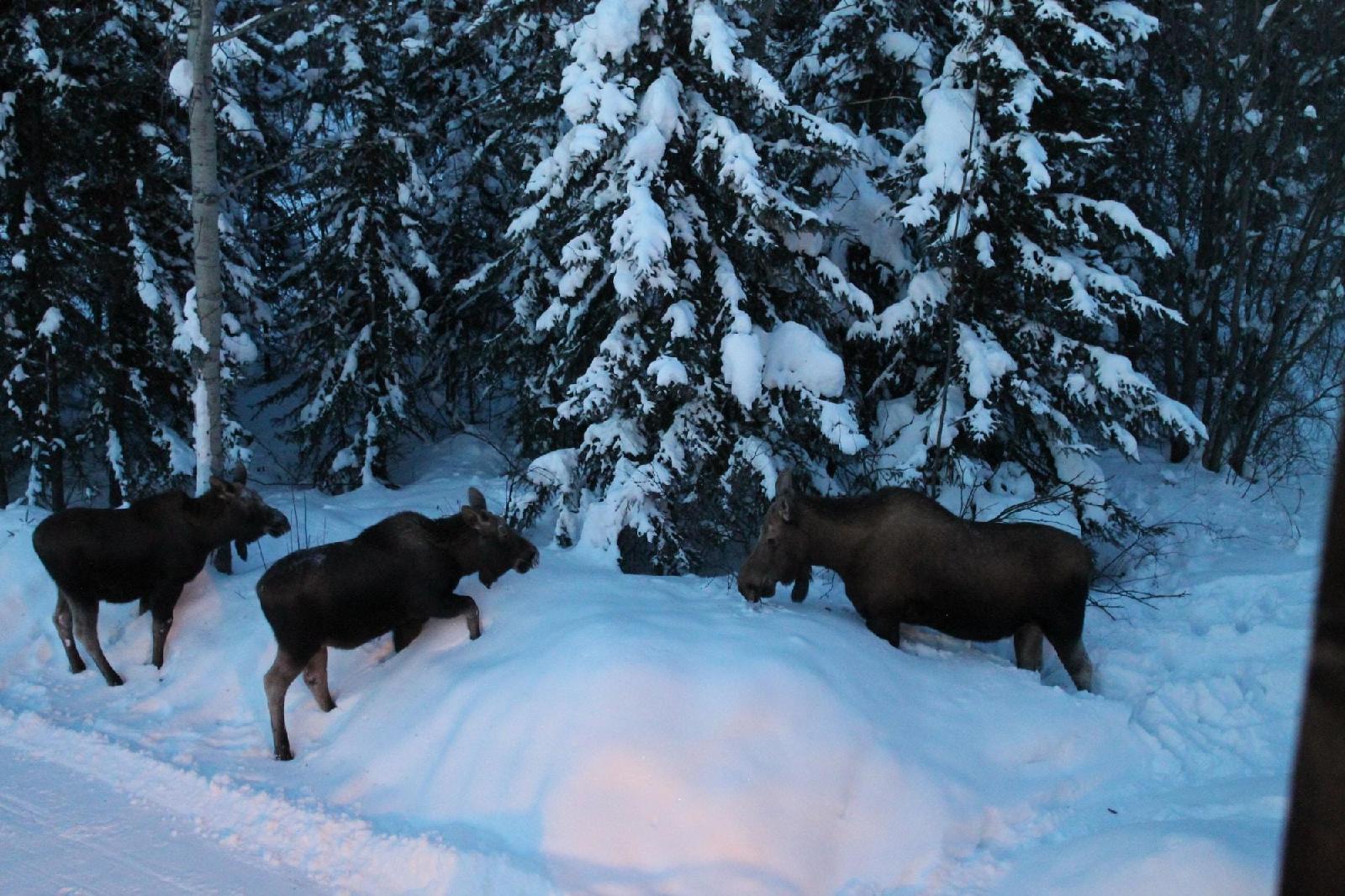 Moose Tracks B&B