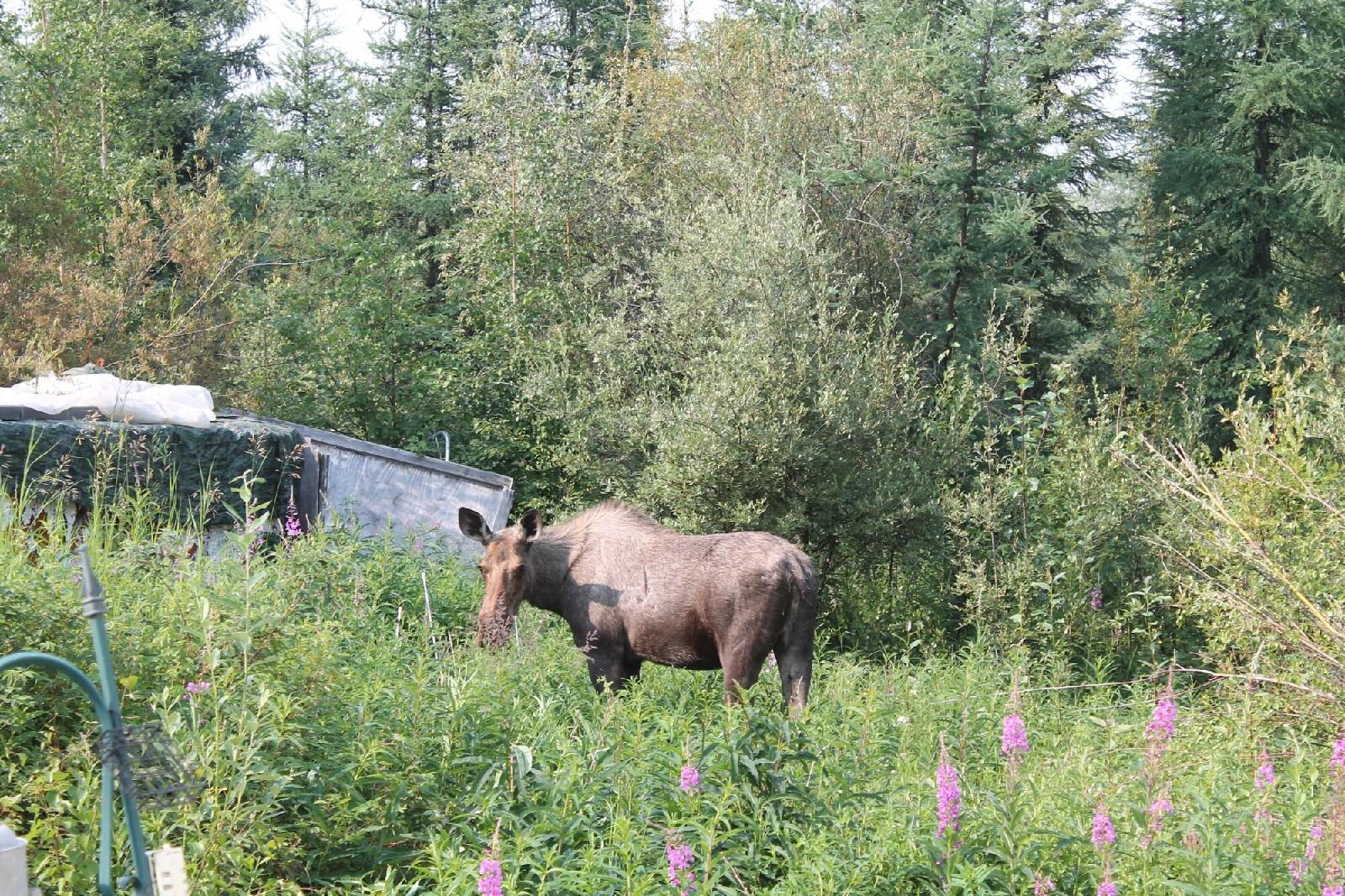 Moose Tracks B&B
