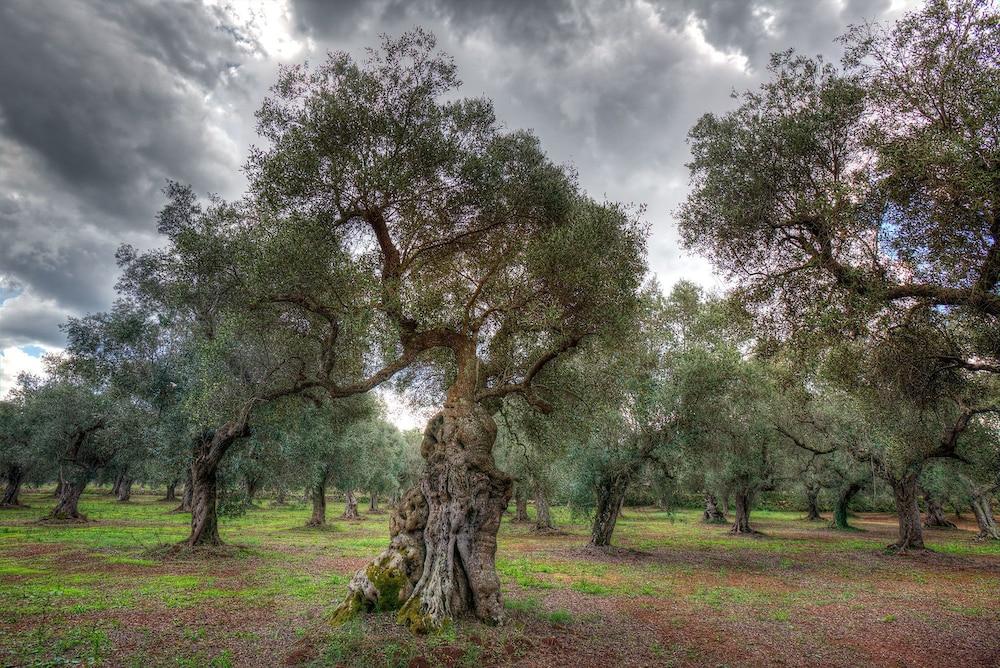 Masseria Piarmi