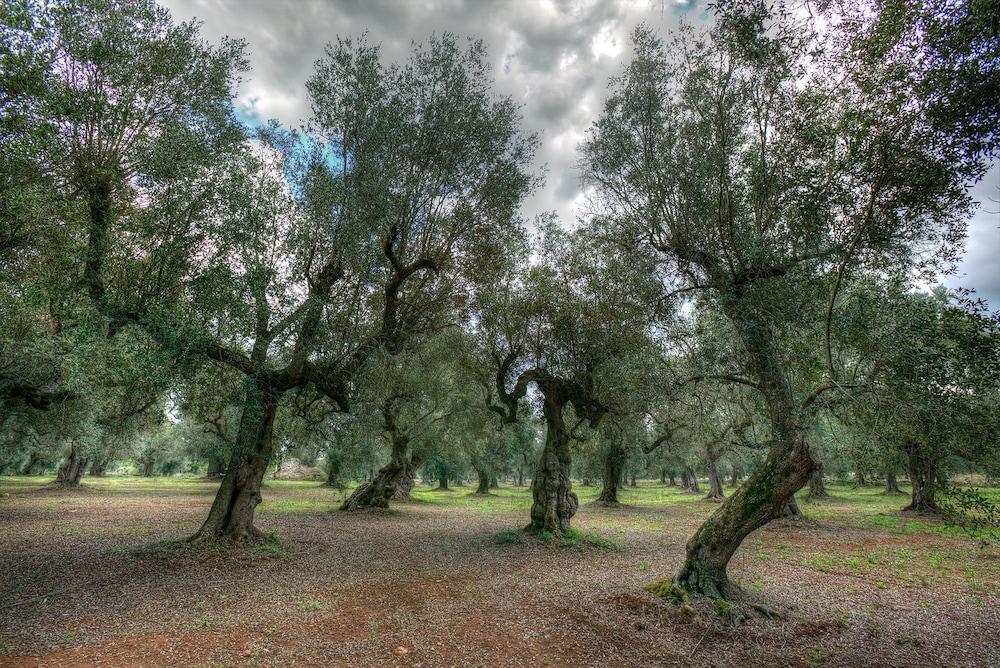 Masseria Piarmi