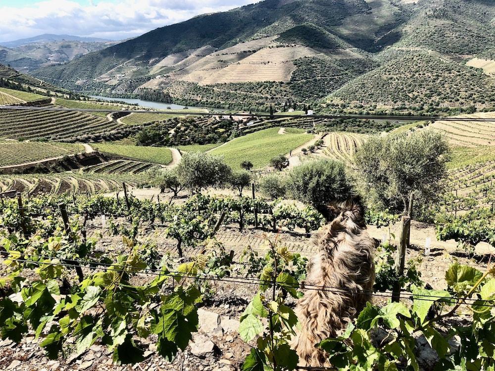 Quinta Da Gricha
