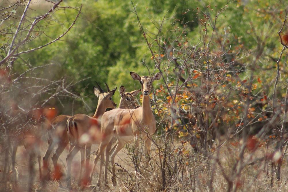 Mthimkhulu Private Game Reserve