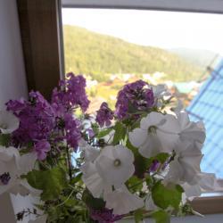Hotel Nikola
