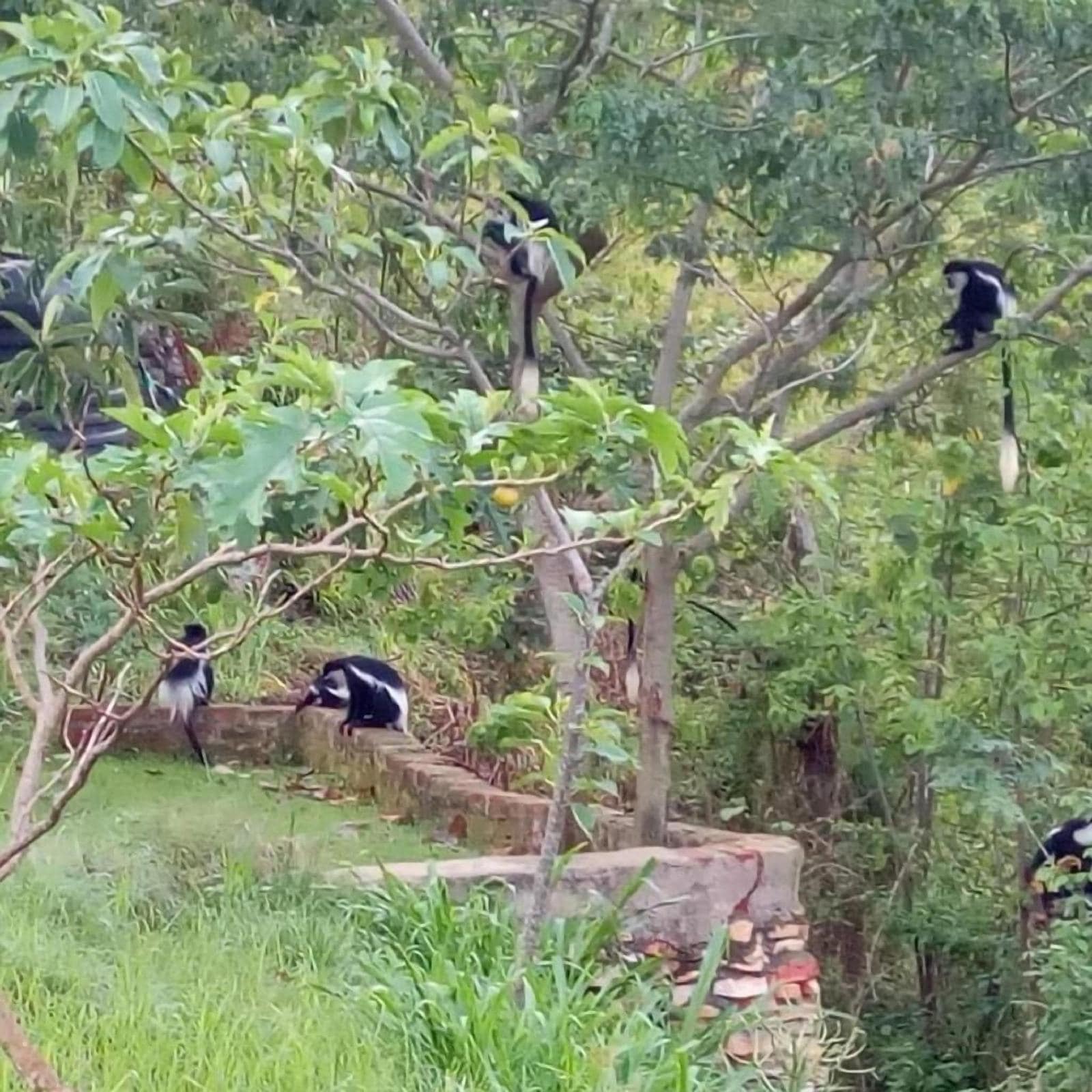 Kyaninga Royal Cottages
