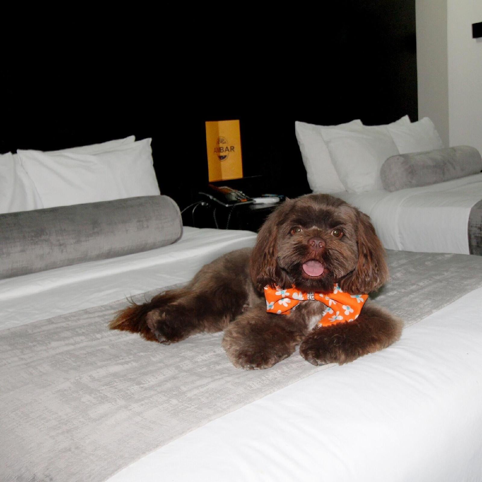 Stay Inn Hotels