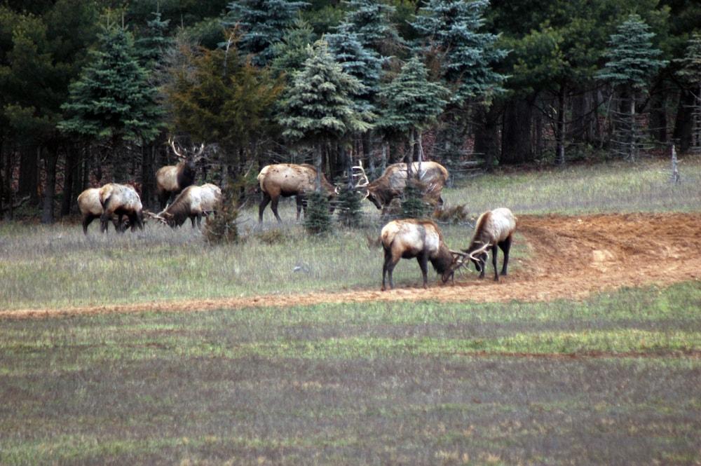Edenwood Ranch And Preserve